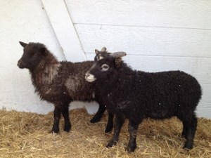 Our first Icelandic lambs. This is Pappy and Betty Boop when we first got them. 