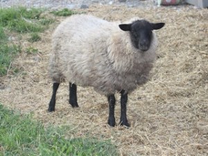 Shy little girl, with a little more fluff!