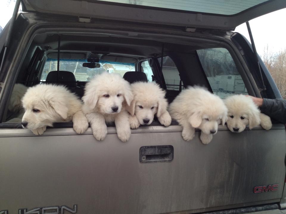8 weeks old Maremma pups