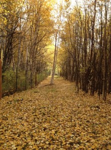 I was walking the fence line in our pasture when the sun came out.