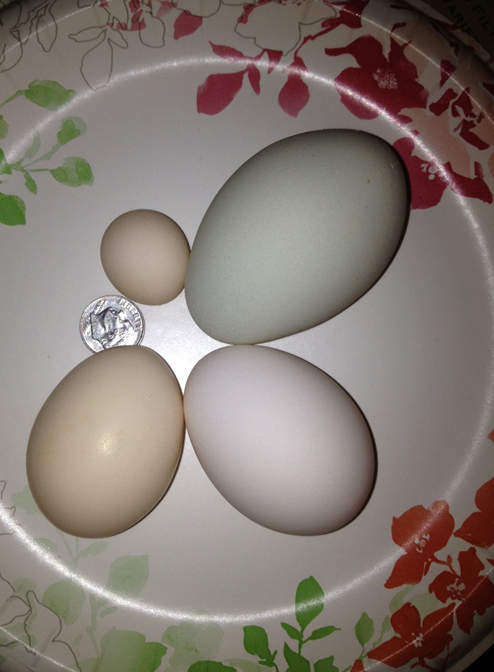 Extra Jumbo  Green egg vs ultra mini "fart" egg