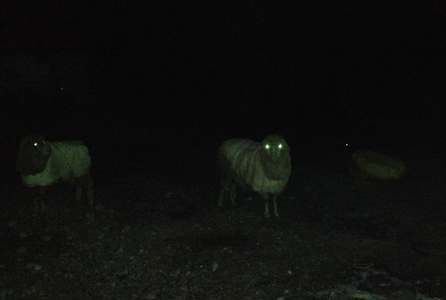 Night Sheep