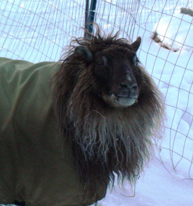 Matilda has Bed Head 