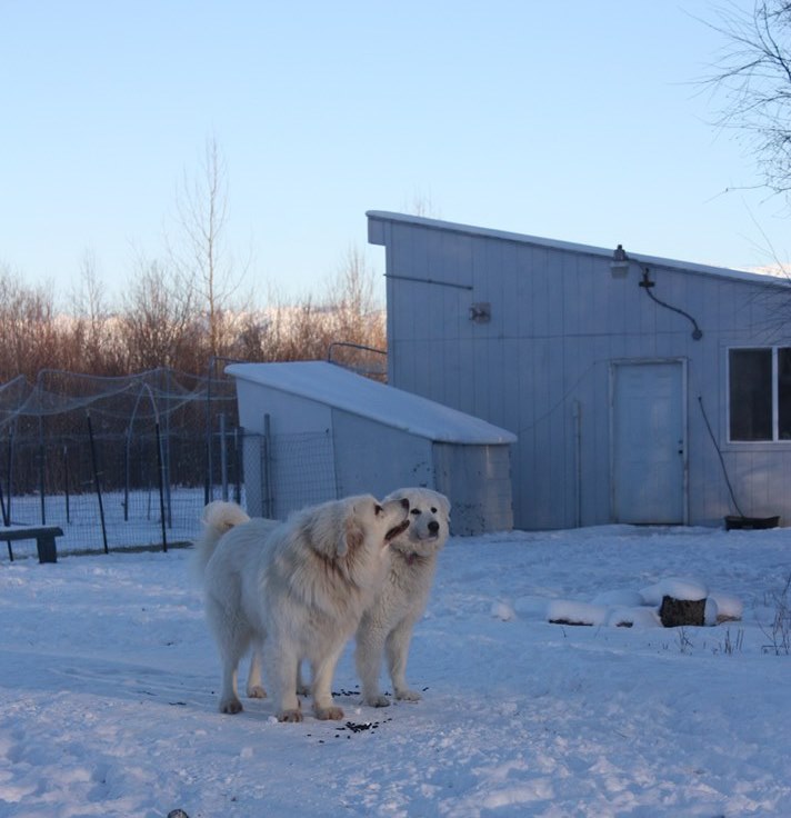 Alessandro and Mia aka The Wonder Pups