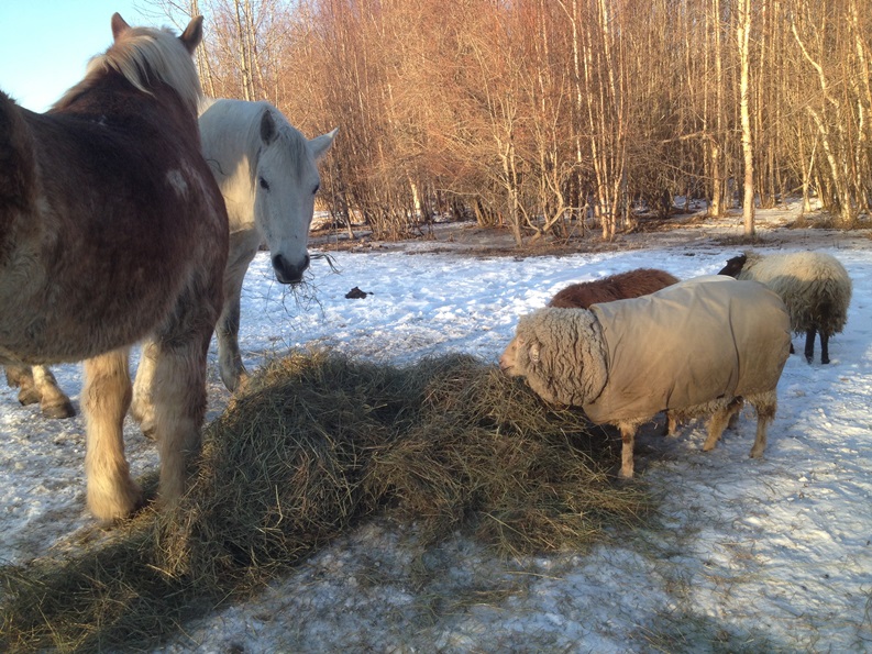 The horses don't seem to mind sharing their meal