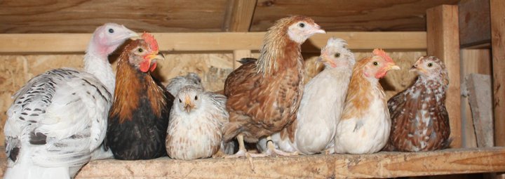Young Icelandic Chickens