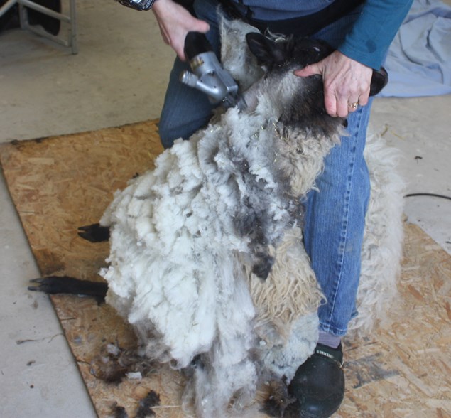 The shearer stretches Betty's head to the side to smooth all the skin on her neck
