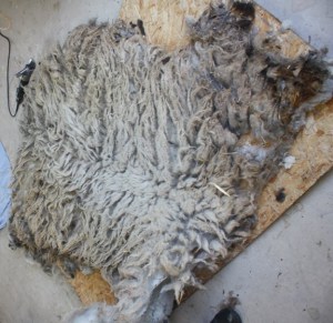 Betty got turned out to pasture but her fleece covers a 4' X 8' sheet of T-111