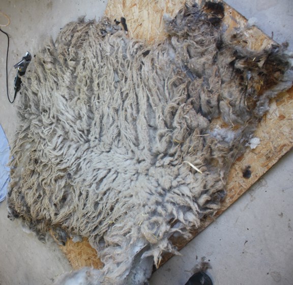 Betty got turned out to pasture but her fleece covers a 4' X 8' sheet of T-111