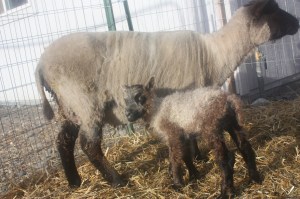 Beautifully marked little girl