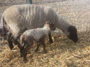 Betty has a new little girl