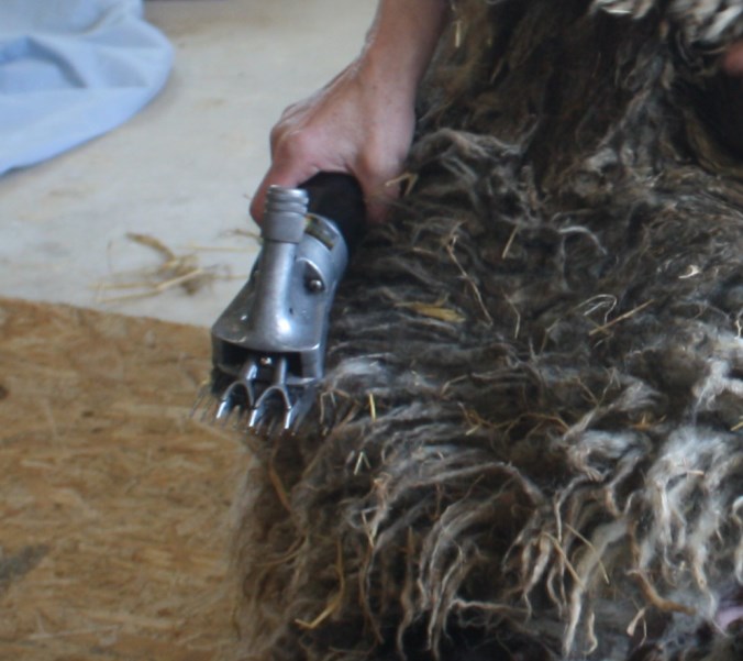 The clippers have big teeth and could easily take off a finger or damage a sheep.