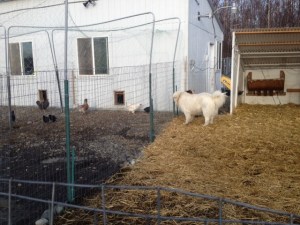 Al keeping watch over his young chickens