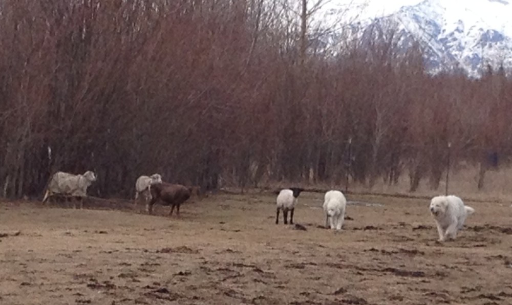 Livestock Guardian Dogs inspecting naked sheep