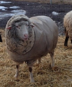 Do you think this coat makes me look fat? this 