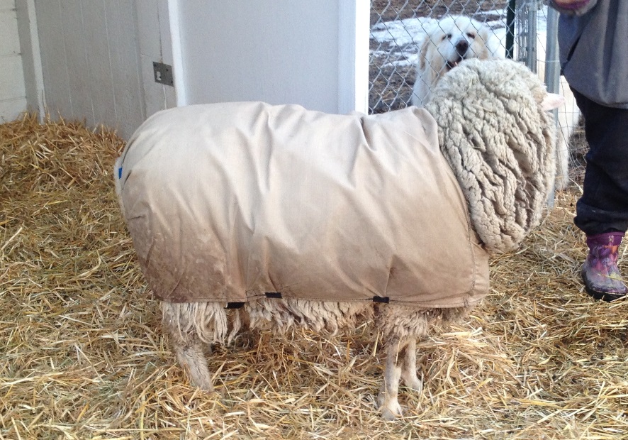 Ewes not fat, ewes fluffy!