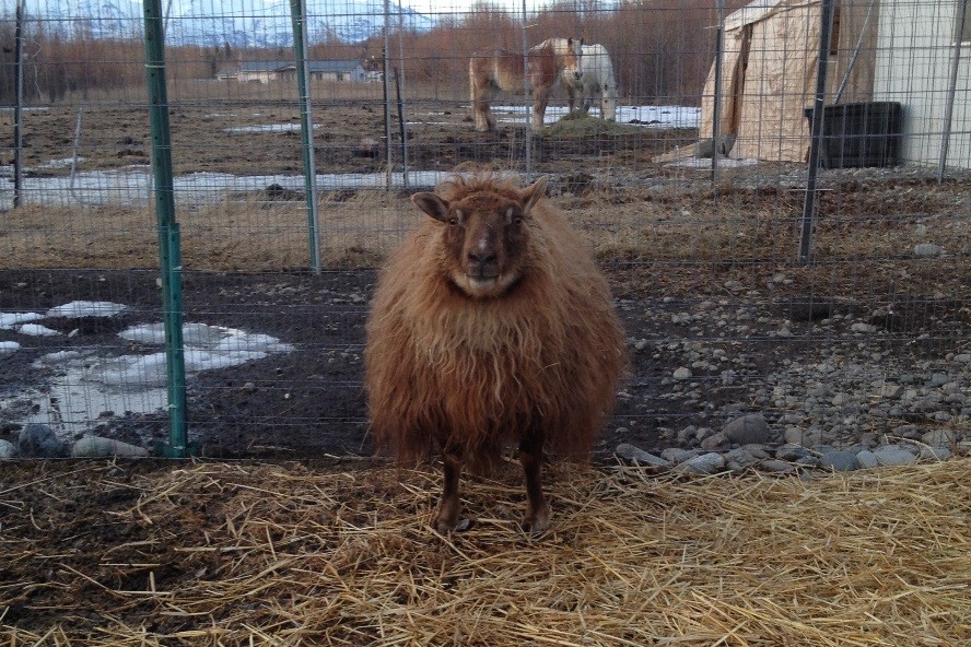 Matilda is almost as wide as she is long