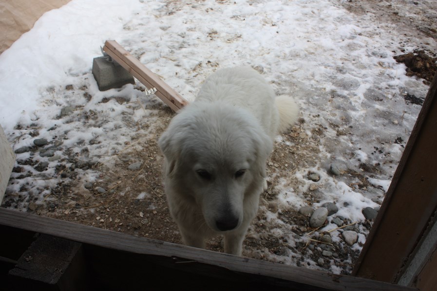 Mia watched to be sure her sheep were safe.