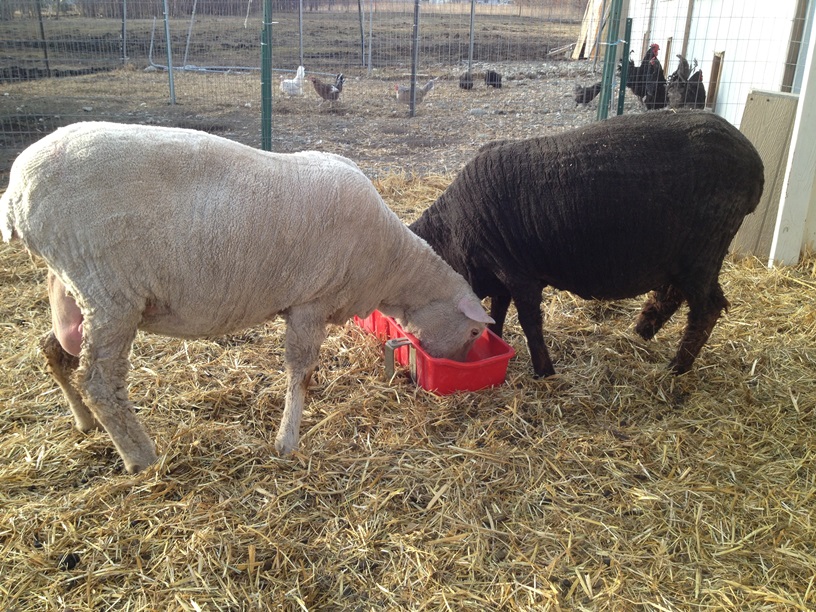 Nellie and Cocoa are best friends and share EVERYthing