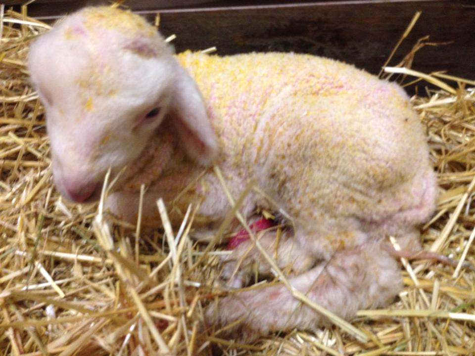 Ram lamb born 4/18/2014