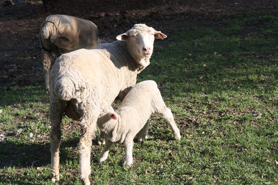 Katherine and Rambit