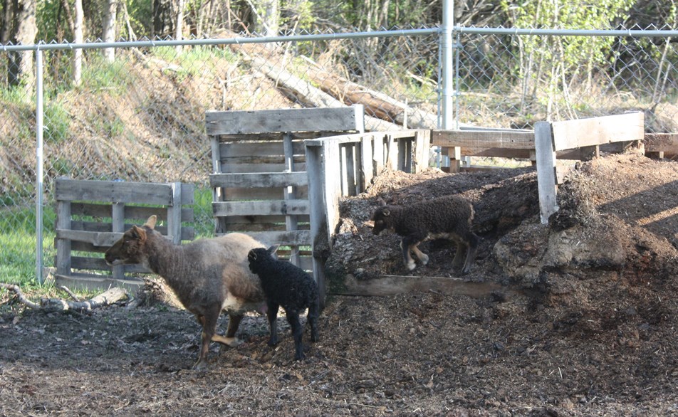 Matilda, Hans (center) and Heidi (right)