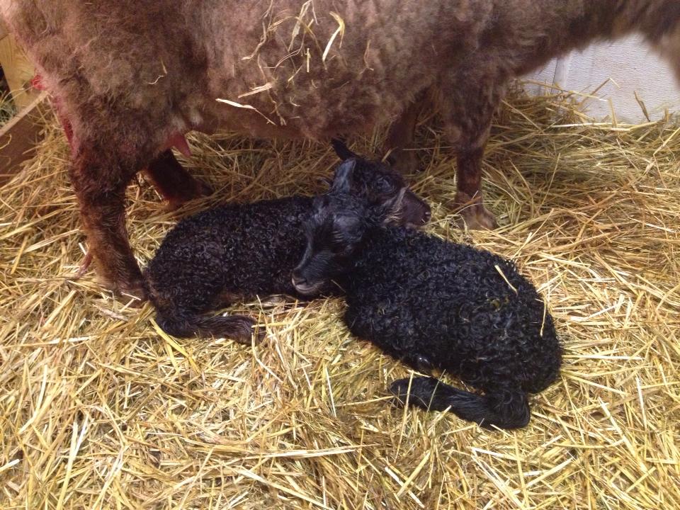 Hans (front) and Heidi the newest additions to Tower Ranch