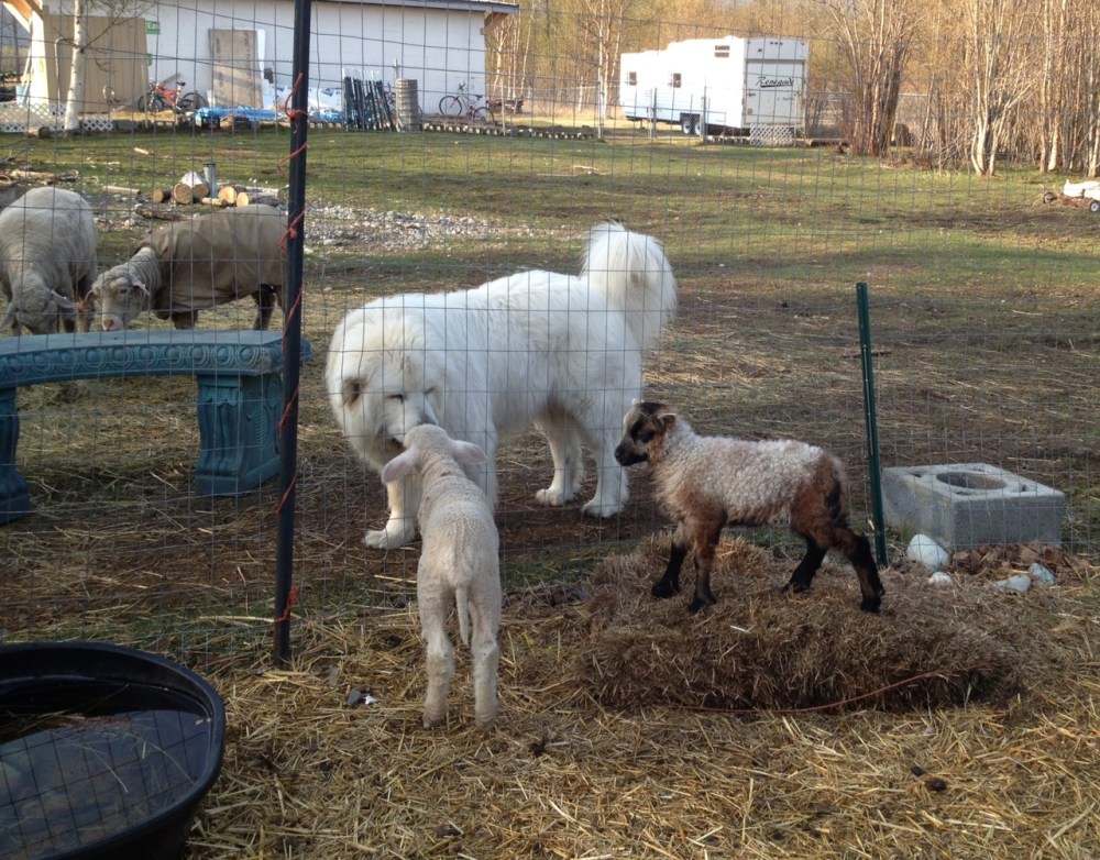 Lambies greeting Al through the fence.