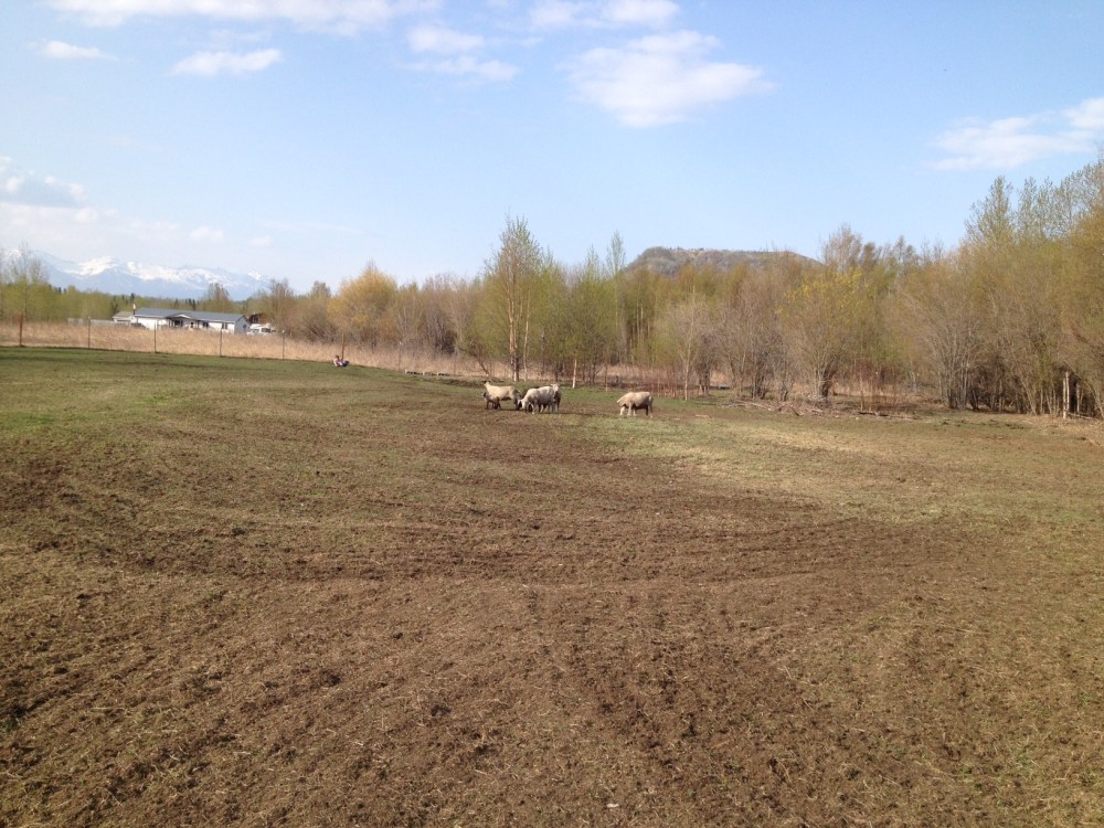 Some aggressive raking with the lawn tractor smooth most of the bumps and divots. 