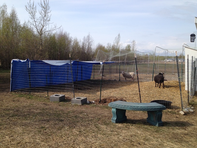 Makeshift shelter from sun and rain.