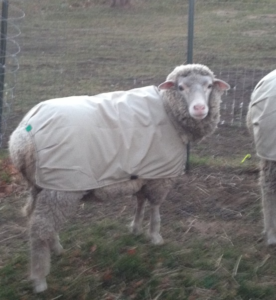 We now call her Missy