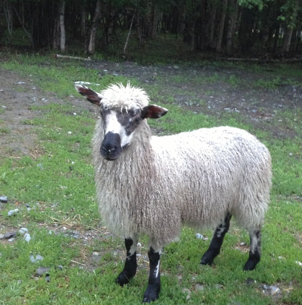 Amanda patiently waits for dinner