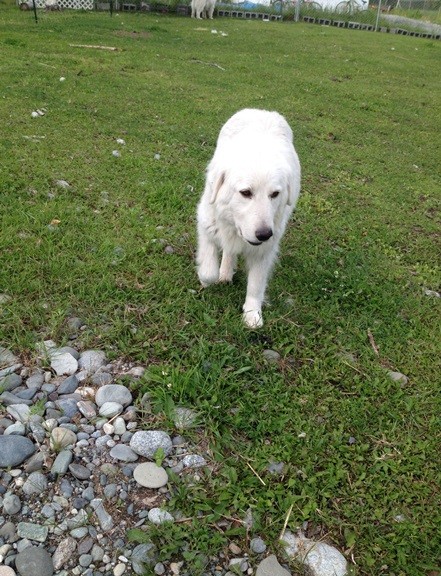 Mia is slow but steady with her heavy load