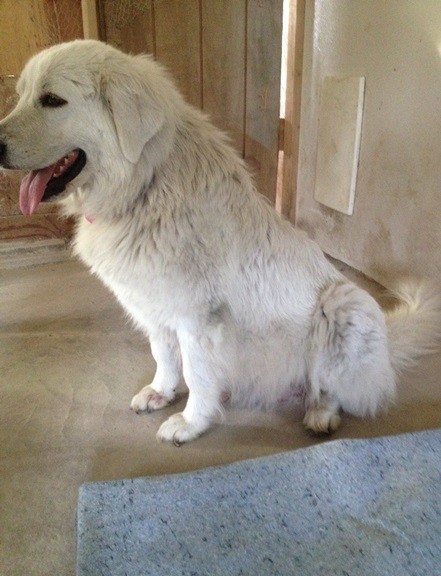 Mia's puppy belly drags the ground