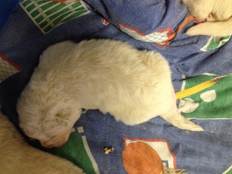 Baby Maremma with fuzzy coat