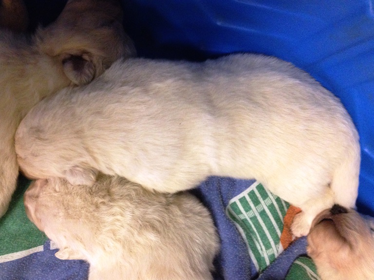 Male pup with a smoother coat