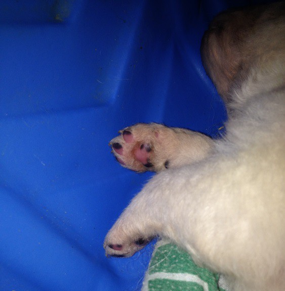 Pads are changing from pink to black