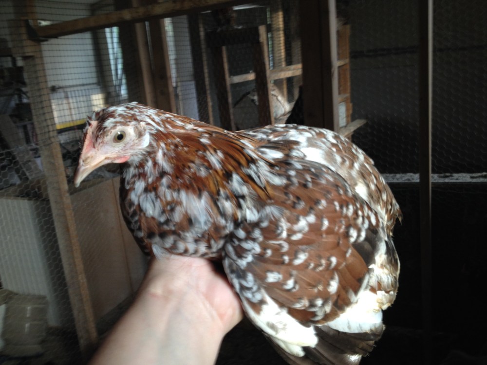 A young Icelandic hen