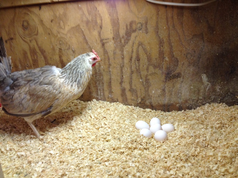 I gave a broody Icelandic hen some eggs