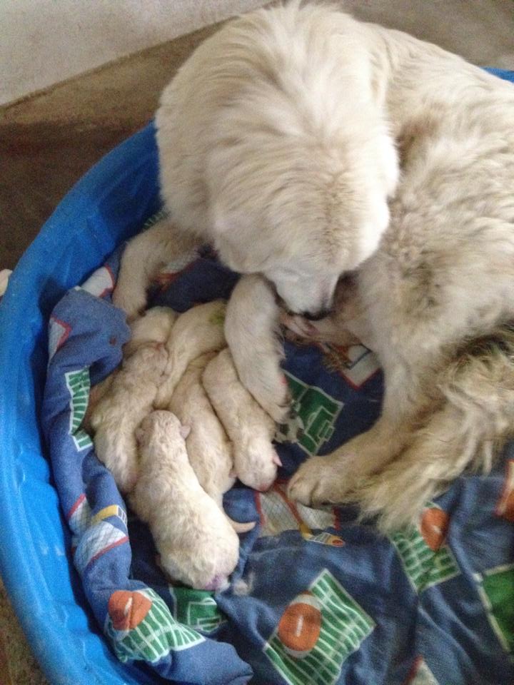Mia with her pups