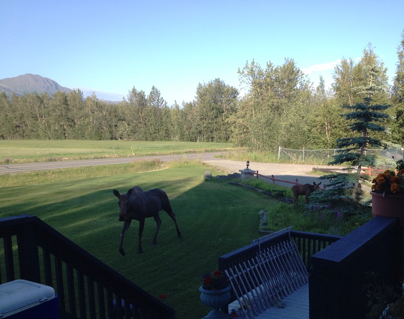 Momma moose if eyeing my flowers