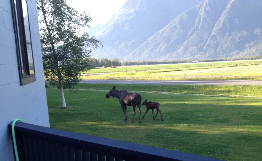 Moose meandering across the lawn