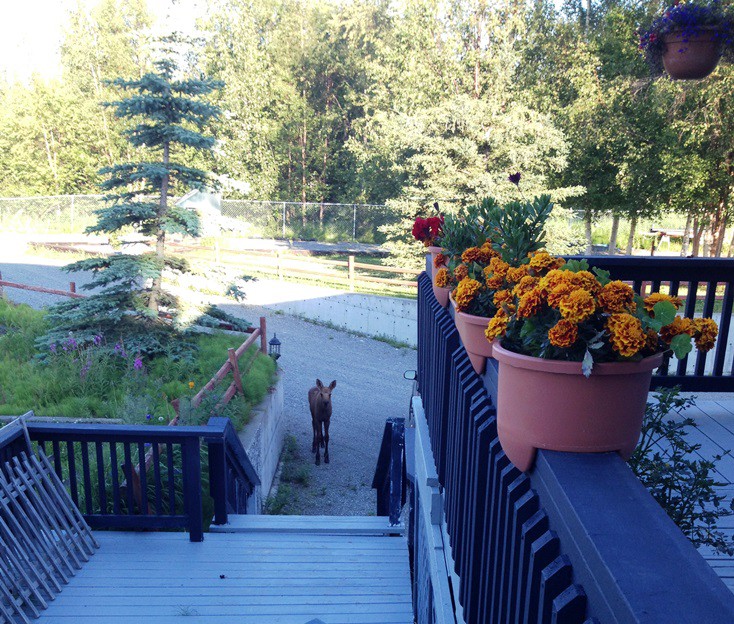 Baby moose got separated from momma