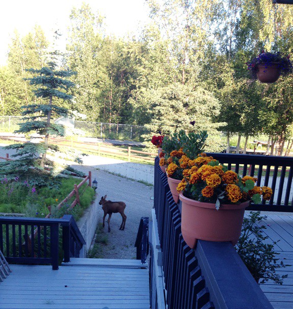 Moose calf realized he needed to go around