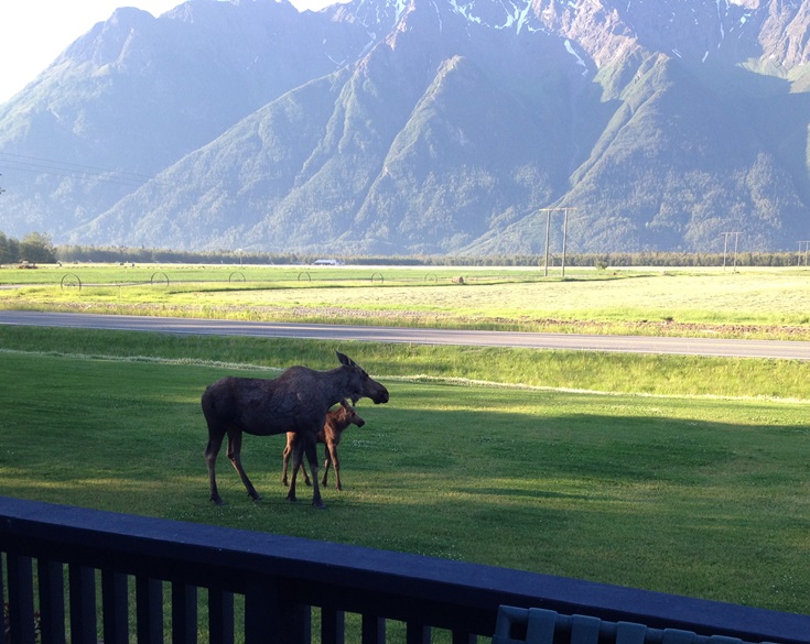 Momma moose waiting for the straggler