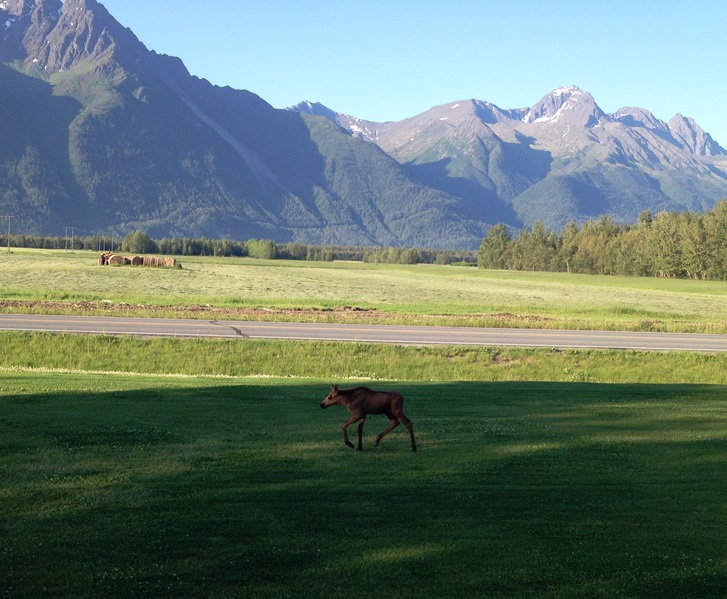 Moose calf hurries to catch momma