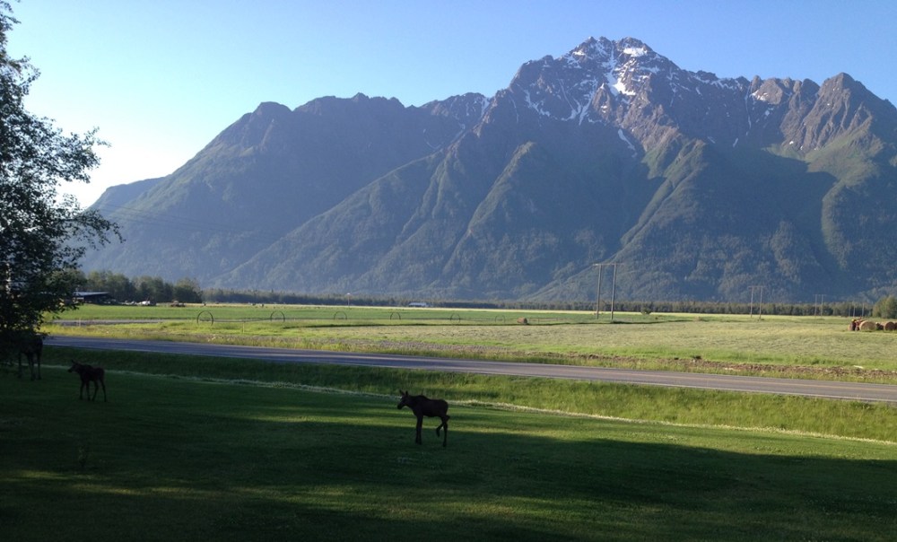 Momma moose leading her twins off towards the trees