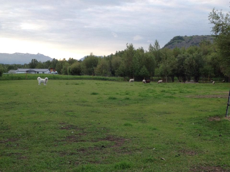 Alessandro is on duty