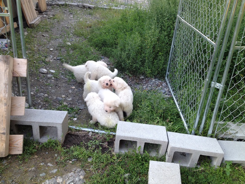 Maremma puppies