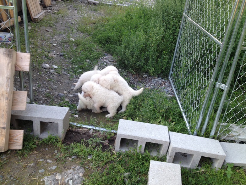 6 Maremma puppies tussling